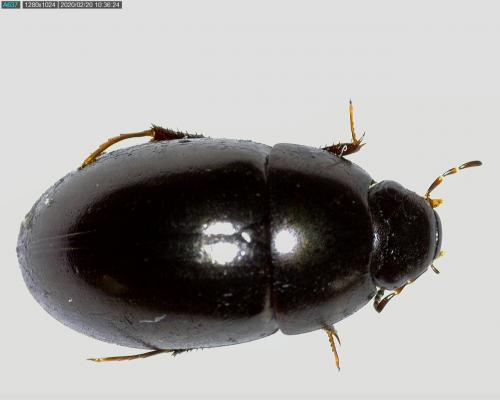 Réf. 248 538 : Limnoxenus niger